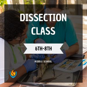 Dissection Class
